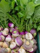 garden-turnips-lowcountry