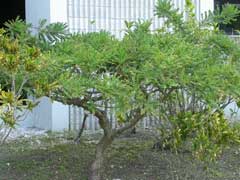 garden-frankincense-tree