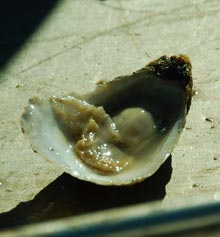 waterman-fresh-oyster
