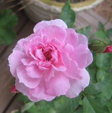 gardening-old-rose