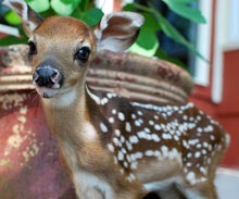 Bambi & The Maternal Instinct