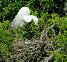 calendar-nesting-egret-jack-crawford