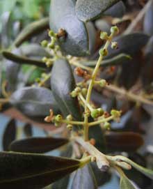 garden-tiny-olives