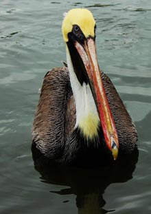 Dale-2-Rex-Leonard-Pelican