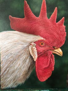 Rebecca-rooster