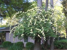 garden-Lady-Banksia