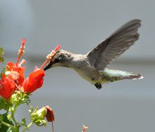 garden-hummingbird-pollinates-a-Turks-Cap-bush-Photo-by-Nancy-Castillo