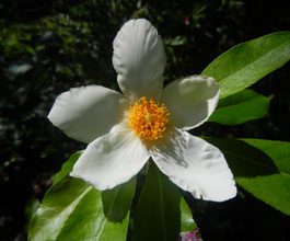 garden-xGordlinia-grandiflora-