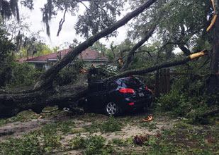 Hurricane-Car-vs-Tree