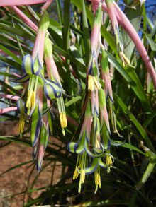 garden--Billbergia-nutans-in-bloom