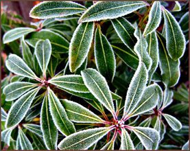 garden Frosted Leaves