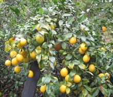garden Lemons
