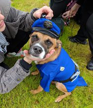 Bailey as the Police Dog ready for Closeup