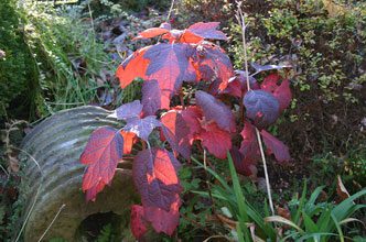 garden Hydrangea Fall Color