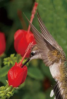 garden hummingbird