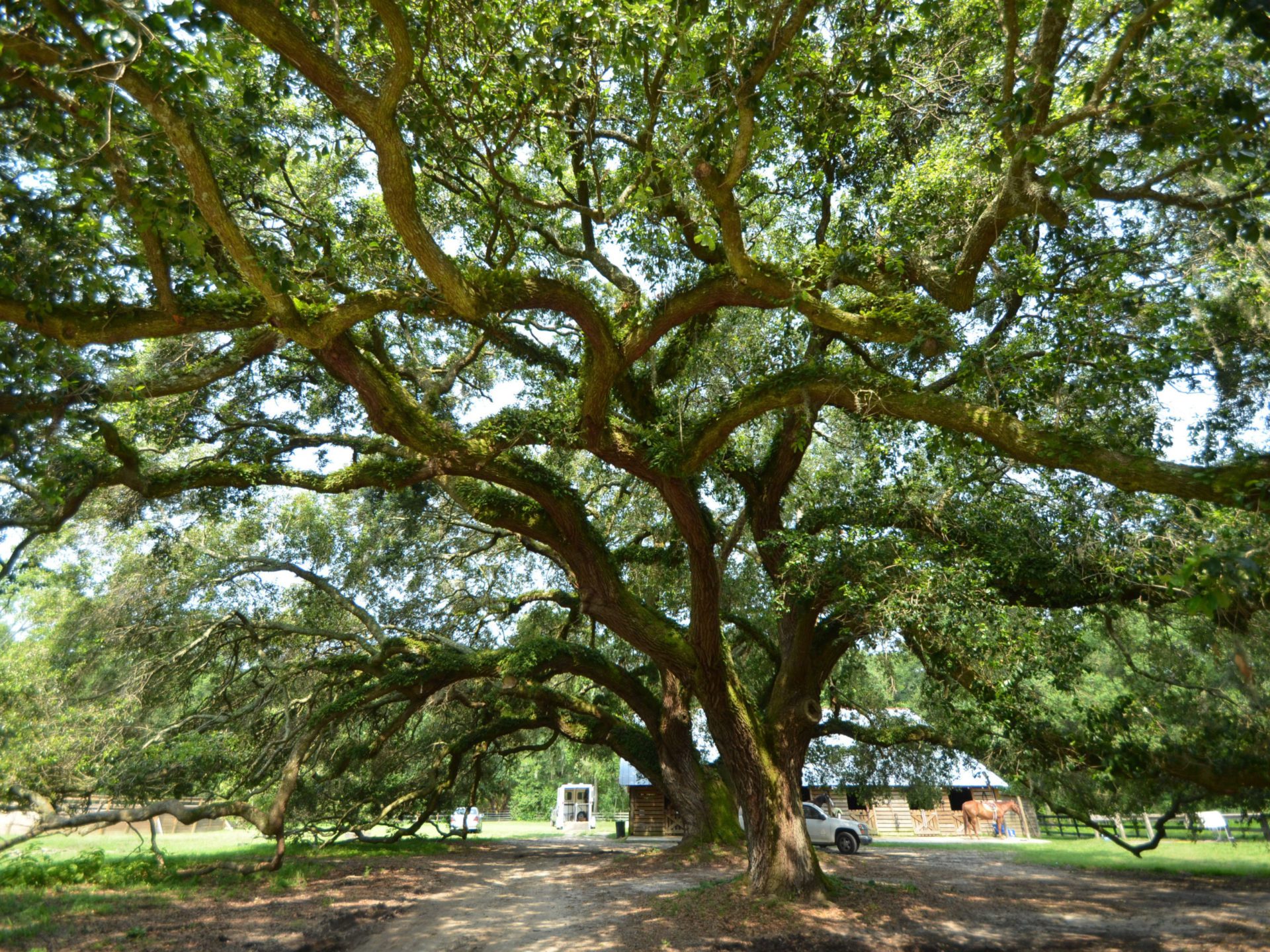 A Dose of Nature | Lowcountry Weekly