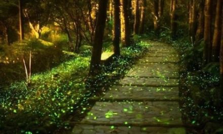 Where Have All the Fireflies Gone?
