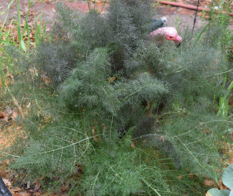 Parsley Family Apiaceae Savory, Beautiful, and Deadly Lowcountry Weekly