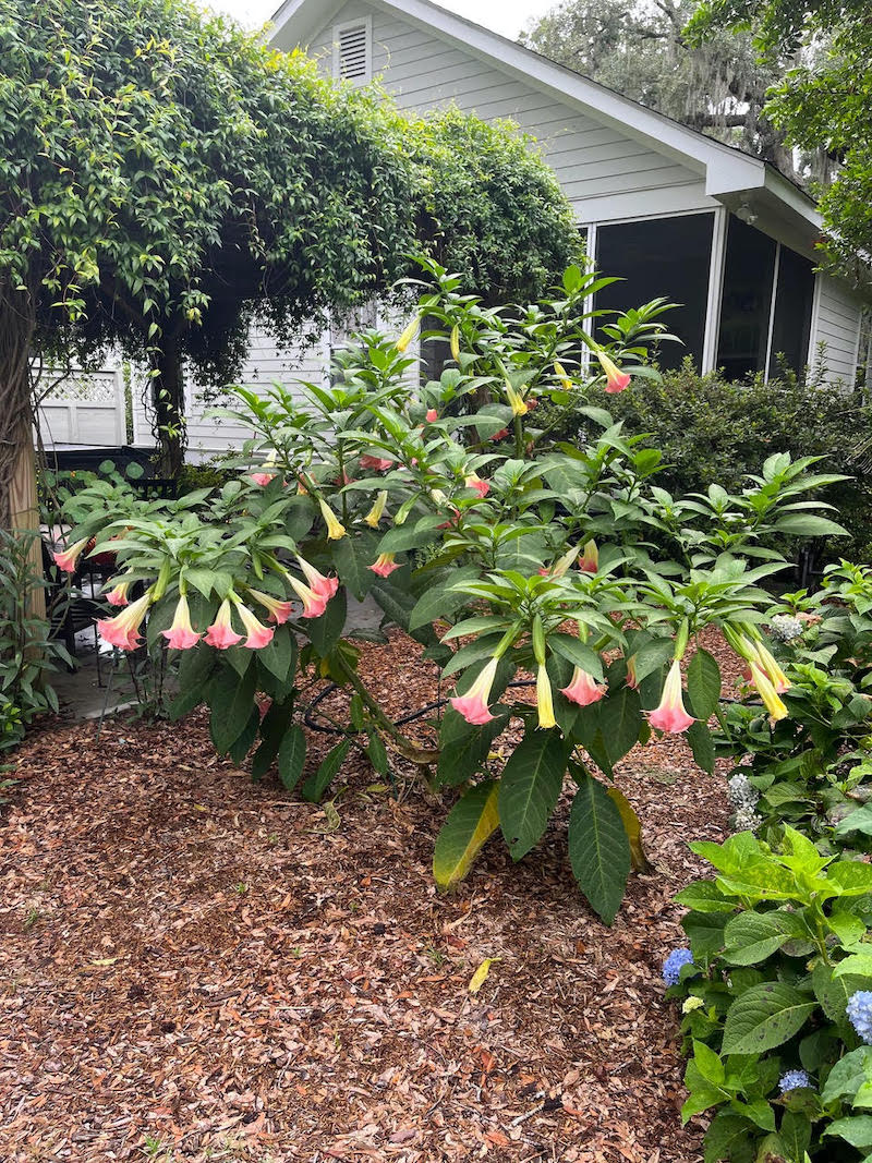 27th Annual Garden a Day Lowcountry Weekly