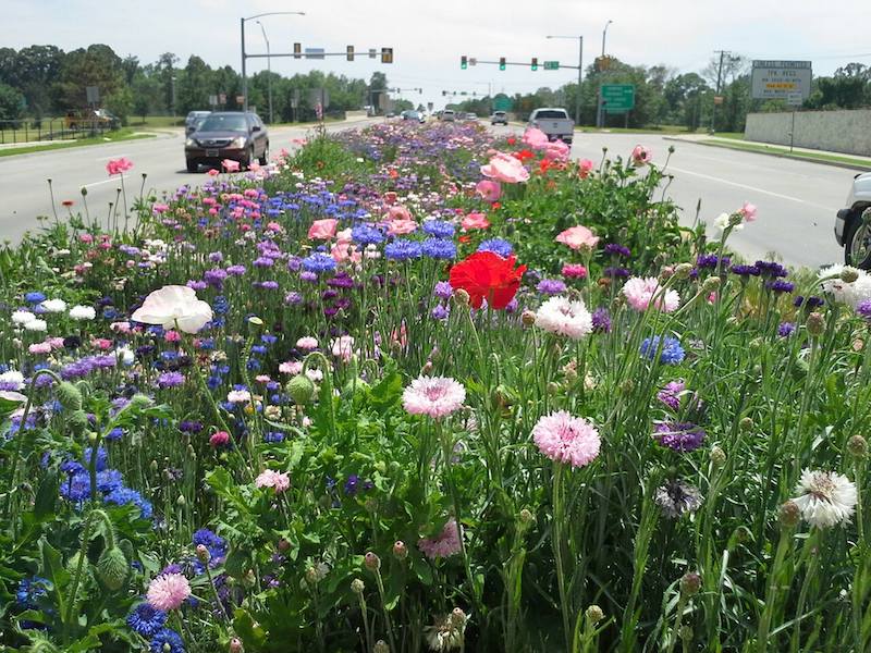When and How to Plant Wildflower Seeds to Rewild Your Yard